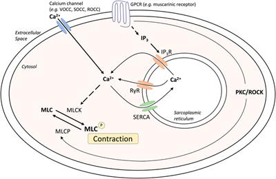 Advances in respiratory physiology in mouse models of experimental asthma